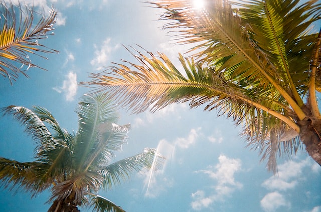 Green-palm-trees-with-a-blue-sky-and-clouds-in-the-background
