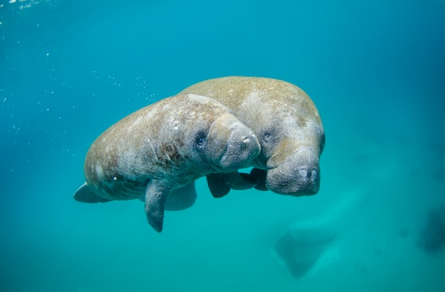 Manatee-and-calf-swimming-in-water